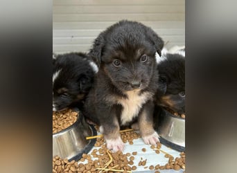 ⭐️SALVA⭐️, Hündin, 1 Monat, 13 cm, Mischling, Tierschutz