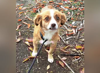 Liebes Hundemädchen Gennie möchte Rumänien so gerne verlassen