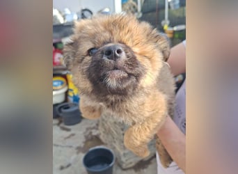 ZILIA, verspielte Welpin, 2 Monate, 20 cm, Mischling, Tierschutz