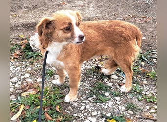 Liebes Hundemädchen Gennie möchte Rumänien so gerne verlassen