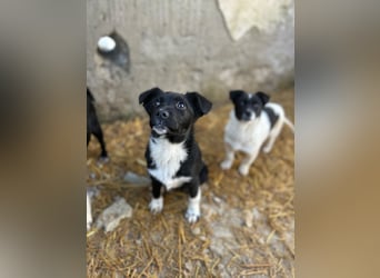 SIMBA, fröhlicher kleiner Sonnenschein, Hündin, 6 Monate, 32 cm, Mischling, Tierschutz