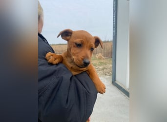 Elli sucht ein Herz, das sie liebt