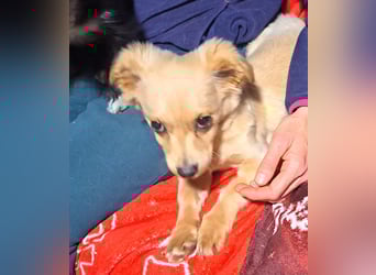 Kleinbleibendes Welpenmädel Sunny möchte Rumänien verlassen