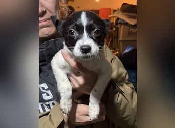 ARO, neugieriger Welpe sucht Geborgenheit, 3 Monate, 25 cm, Mischling, Tierschutz Rumänien