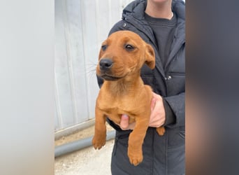 Elli sucht ein Herz, das sie liebt