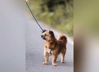 Menschenbezogene Senioren Pixie wartet in 49324 Melle auf dich!
