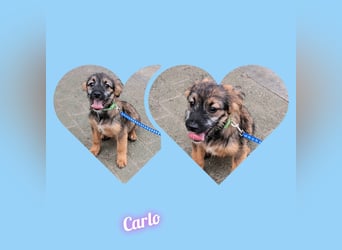 Welpe Carlo 30cm möchte Rumänien schnell verlassen