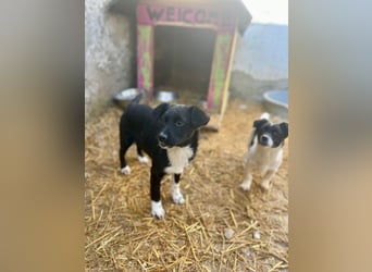 SIMBA, fröhlicher kleiner Sonnenschein, Hündin, 6 Monate, 32 cm, Mischling, Tierschutz