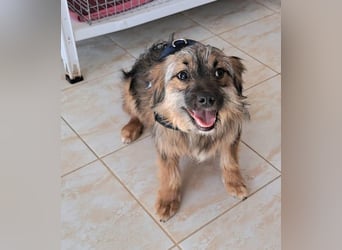 Junghund Carlo 30cm möchte Rumänien schnell verlassen