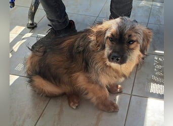 Junghund Carlo 30cm möchte Rumänien schnell verlassen