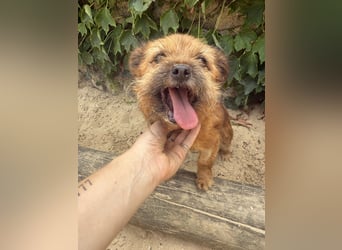 Menschenbezogene Senioren Pixie wartet in 49324 Melle auf dich!