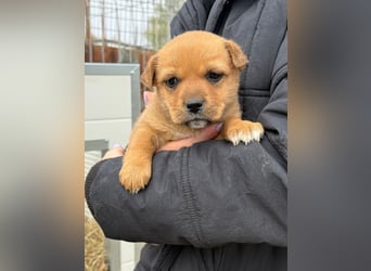 Fila wartet auf den einen Menschen, der ihn sieht