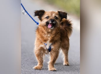 Menschenbezogene Senioren Pixie wartet in 49324 Melle auf dich!