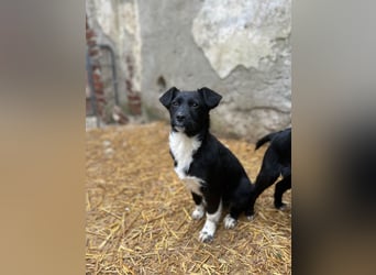 SIMBA, fröhlicher kleiner Sonnenschein, Hündin, 6 Monate, 32 cm, Mischling, Tierschutz