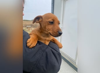 Elli sucht ein Herz, das sie liebt