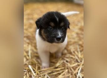 ⭐️STELLA⭐️, Hündin, 1 Monat, 13 cm, Mischling, Tierschutz