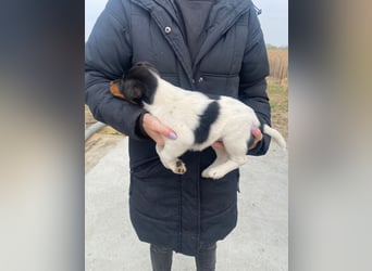 Eliza wartet auf ihr großes Glück