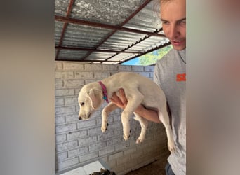 Valletta sucht ein Zuhause voller Liebe