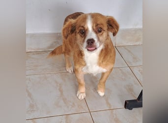 Liebes Hundemädchen Gennie möchte Rumänien so gerne verlassen