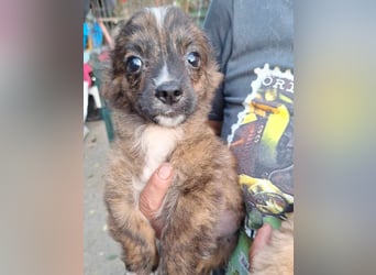 ⭐️DONNY⭐️, aufgeweckter Welpe, Rüde, 3 Monate, 20 cm, Mischling, Tierschutz