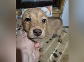 Welpenhündin 890543 sucht ihr eigenes Zuhause