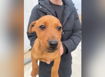 Elli sucht ein Herz, das sie liebt