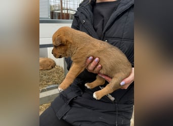 Fila wartet auf den einen Menschen, der ihn sieht