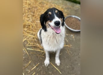 ⭐️STELLA⭐️, Hündin, 1 Monat, 13 cm, Mischling, Tierschutz