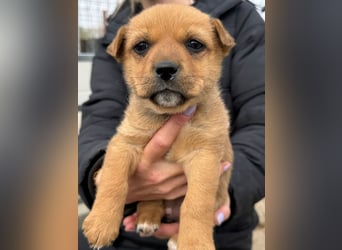 Fila träumt von Abenteuern