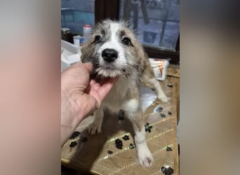 Welpenhündin 890544 sucht ihr eigenes Zuhause