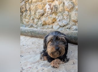Zauberhafte Alberta wartet in Portugal auf unserem Tierschutzhof!