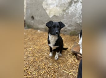 SIMBA, fröhlicher kleiner Sonnenschein, Hündin, 6 Monate, 32 cm, Mischling, Tierschutz