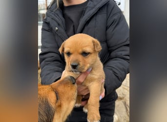 Fila wartet auf den einen Menschen, der ihn sieht