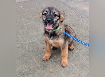 Welpe Carlo 30cm möchte Rumänien schnell verlassen