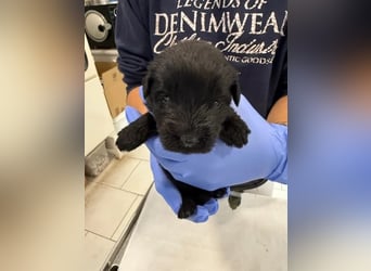 Kende - Verspielter Welpe sucht Zuhause