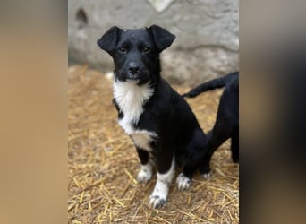 SIMBA, fröhlicher kleiner Sonnenschein, Hündin, 6 Monate, 32 cm, Mischling, Tierschutz