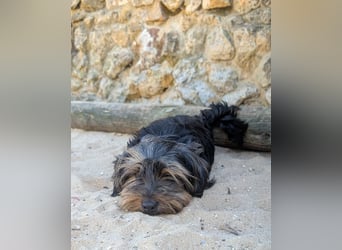 Zauberhafte Alberta wartet in Portugal auf unserem Tierschutzhof!