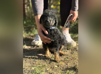 Kadicsa - kleiner Welpe sucht ein warmes Zuhause!