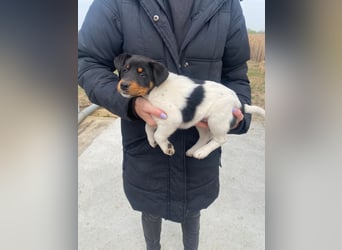 Eliza wartet auf ihr großes Glück