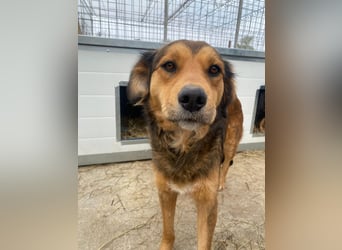 Fila wartet auf den einen Menschen, der ihn sieht