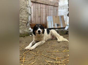 ⭐️STELLA⭐️, Hündin, 1 Monat, 13 cm, Mischling, Tierschutz