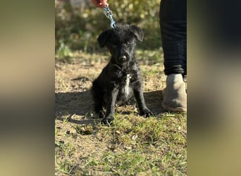 Kende - Verspielter Welpe sucht Zuhause