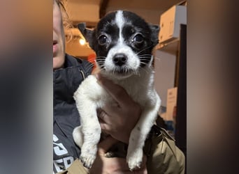 ARO, neugieriger Welpe sucht Geborgenheit, 3 Monate, 25 cm, Mischling, Tierschutz Rumänien