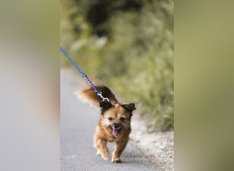 Menschenbezogene Senioren Pixie wartet in 49324 Melle auf dich!