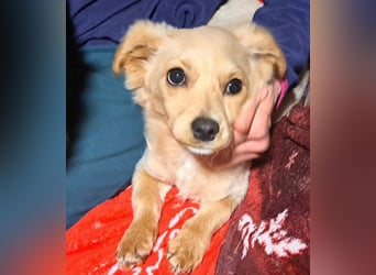 Kleinbleibendes Welpenmädel Sunny möchte Rumänien verlassen