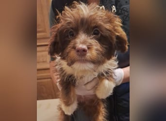 ⭐️GERI⭐️, Rüde, 3 Monate, 24 cm, Mischling, Tierschutz