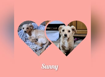 Kleinbleibendes Welpenmädel Sunny möchte Rumänien verlassen