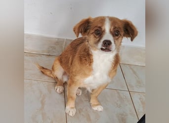 Liebes Hundemädchen Gennie möchte Rumänien so gerne verlassen