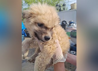 ZAMBO, liebevoller Welpe, 2 Monate, ca. 19 cm, Mischling, Tierschutz