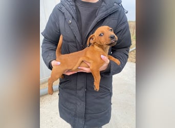 Elli möchte Kuscheln